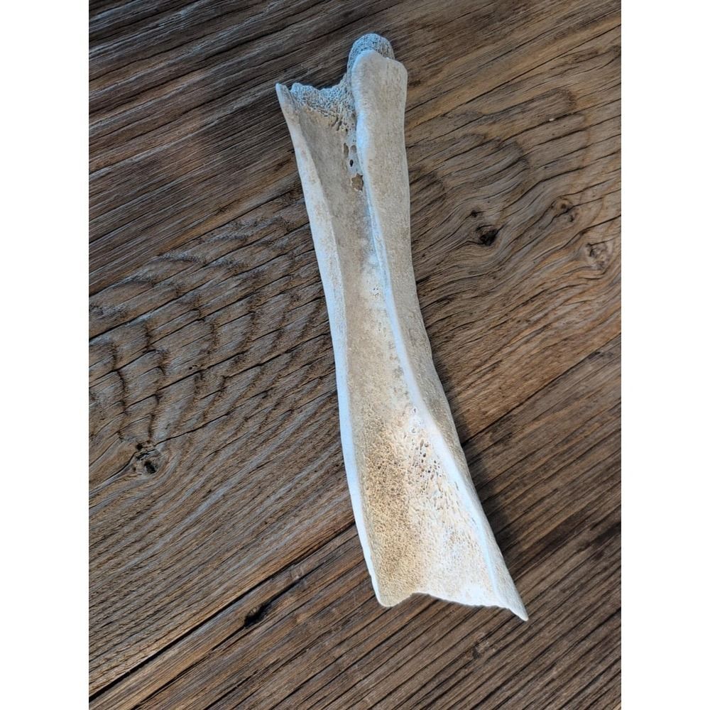 Bone Aged So California Beach CA Crafts Decor Sculpture Carving Garden